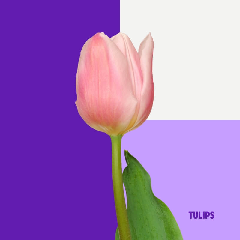 Tulips (in white or shades of pink)